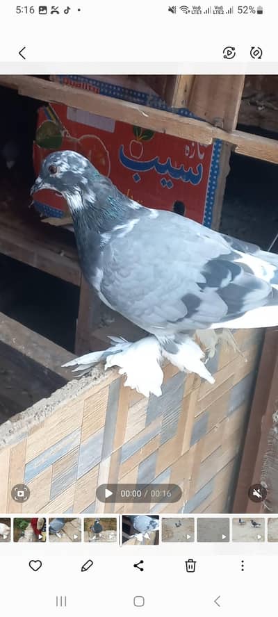 Female for sale young