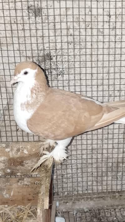 pair for sale paka breeder pair