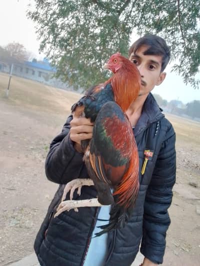 03115392124 chakshahzad islamabad