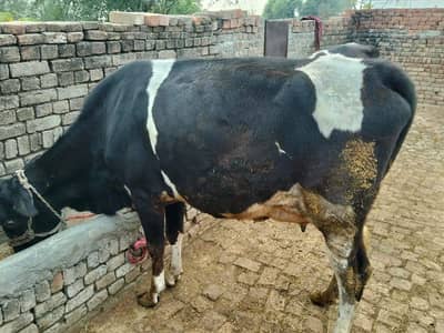 Taza Soi Gaway 0301-5740623