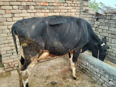 Taza Soi Gaway 0301-5740623