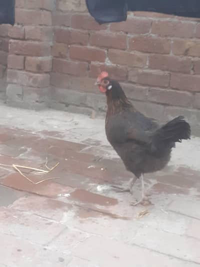 urgent sale 03062354681