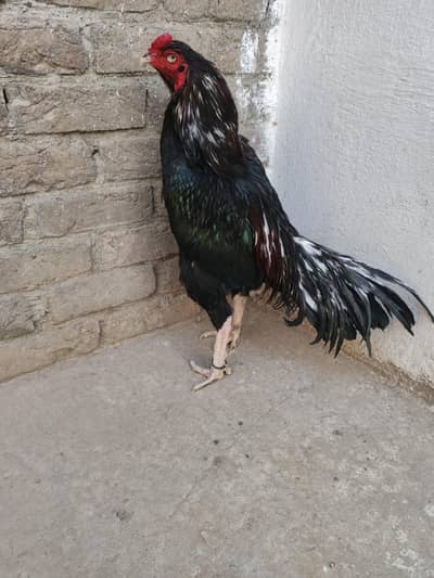 white or black pair  for sale whtsap 03196945520