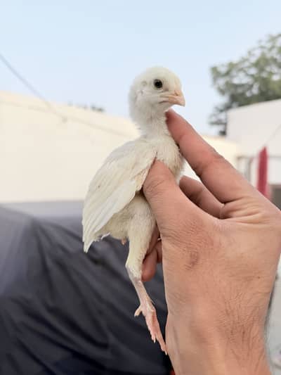 Home breed heera parmooz chicks bht hi achi quality ma
