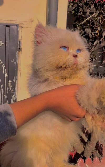 Whatsapp 03143017390