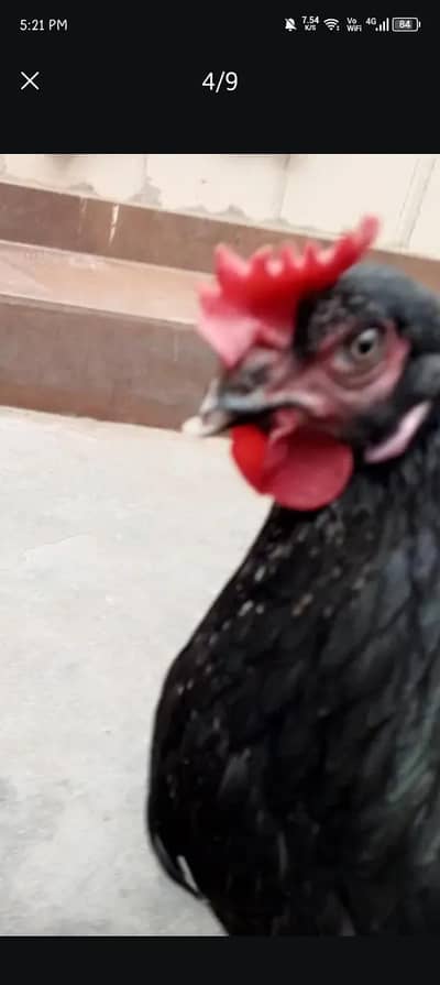 lohman brown and lohman black