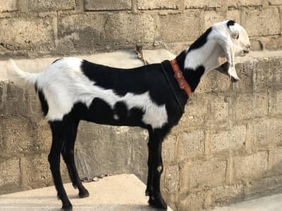 Bakri