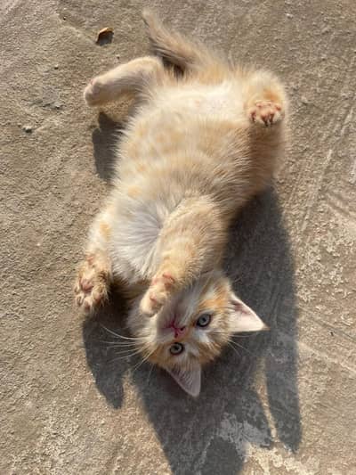 FLUFFY KITTEN LOOKING FOR NEW HOME