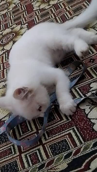 Persian cat very cute and trained