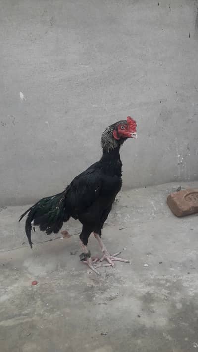 Pure aseel lasani 03010167990 whatsapp price 14500