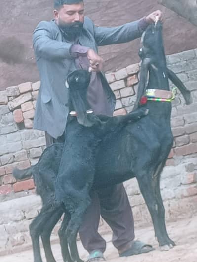 Betal Bakri Sath 1 Bacha Sale