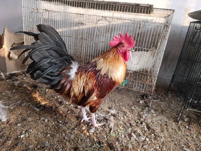 2 Desi murgha Desi rooster murga breeder