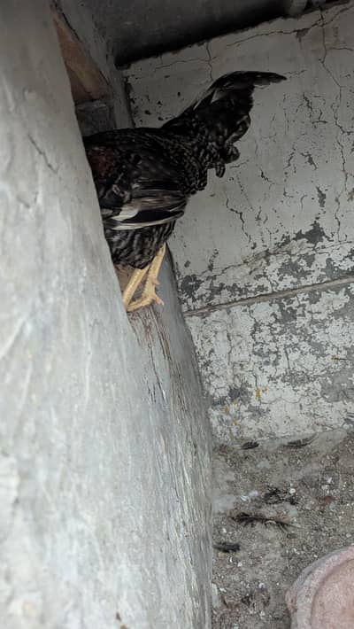 desi hen and shamoo black pair for sale and astalien parrot with cage