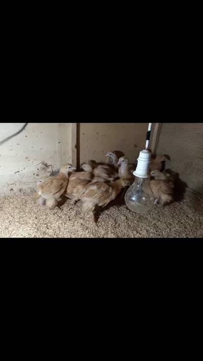 Golden heavy buff chicks available