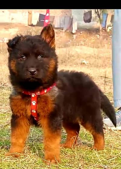 German Shepherd long coat male for sale