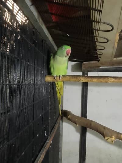 hand tan connect number 03214688992