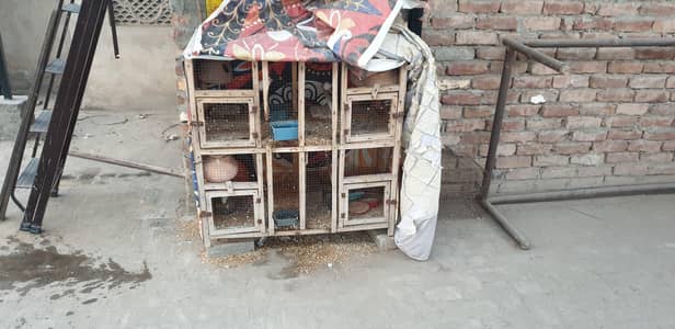 rainbow parrot fawn jawa pair