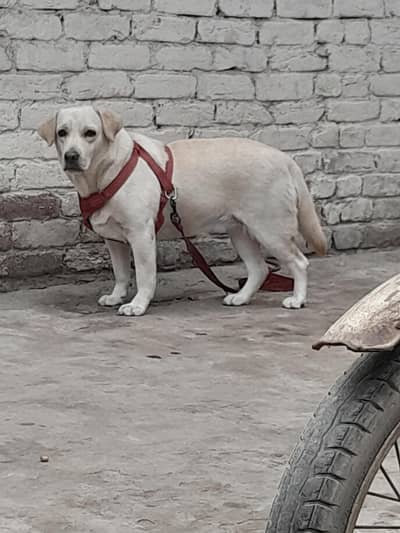 labrador female