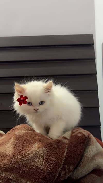 PERSIAN TRIPLE COATED