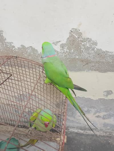 Green Ringneck