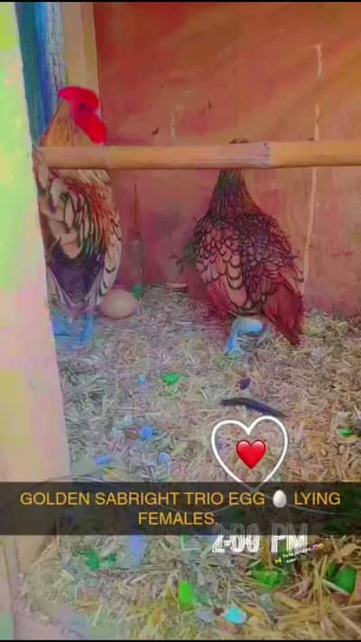 golden sebright zero size pair available