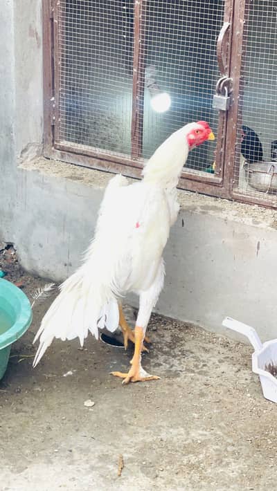 Shamo Aseel waith paths