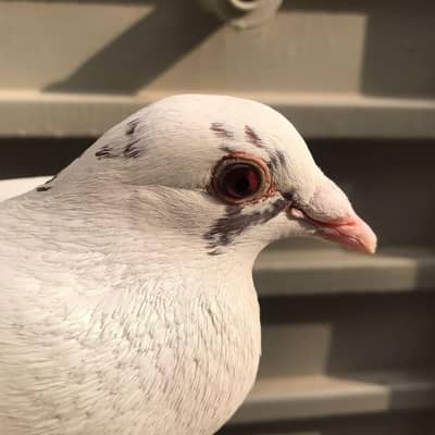 Qasid male healthy and active