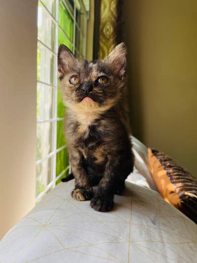 kitten available for sale