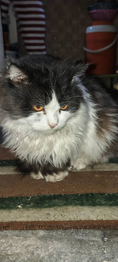 03024145968. is number par rabta krin jis bhai nay laina ho