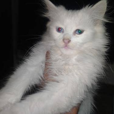 cat's with two different eye colors