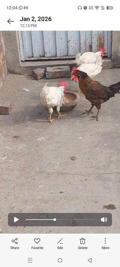 Desi murgay or murgi for sale