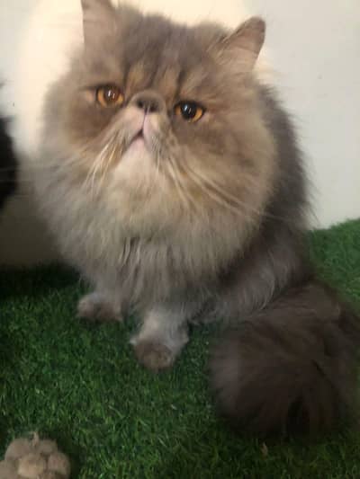 bhaloo CFA pekibloodline pekiface male  mating