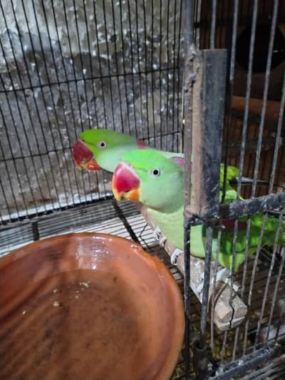 Raw Breeder Pair Jambo Size Alexander