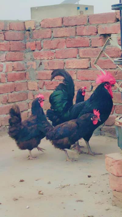 Black Australorp Breeders For sale