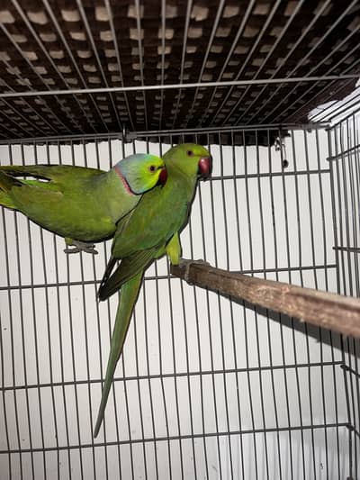 Whatsapp 03069606486