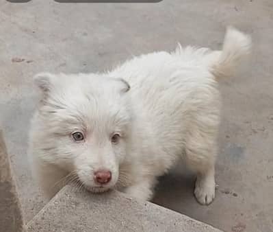 russian dog zero size