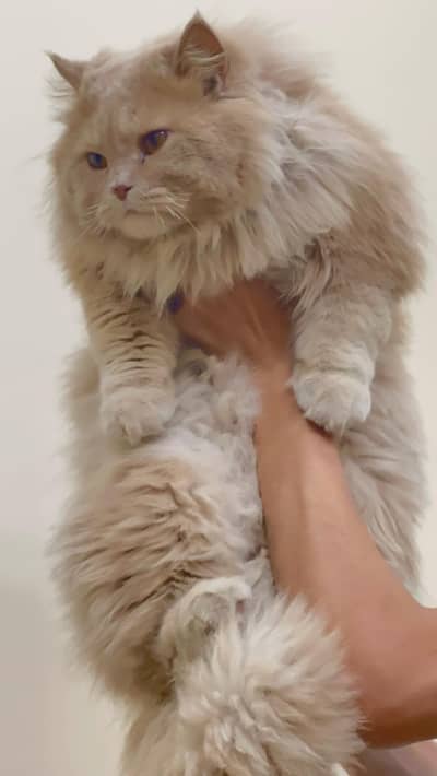 brown male cat persian