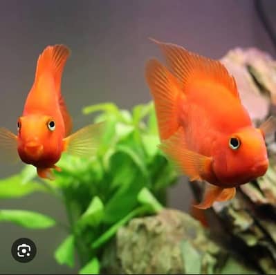 Red Parrot fish  03154544477