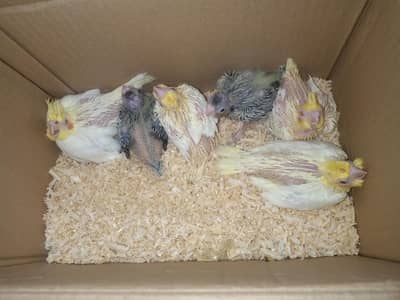 Cocktail chicks available