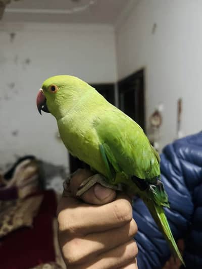 Hand Tame Green Neck Female Parrot