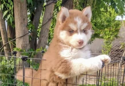 Siberian husky puppies