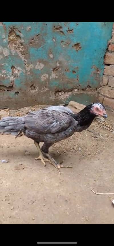 Aseel pathi for sale age 7 months