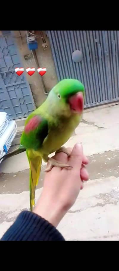 raw tam female 03025368418