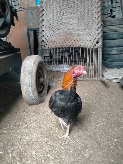 Pure Aseel reeza murga for sale