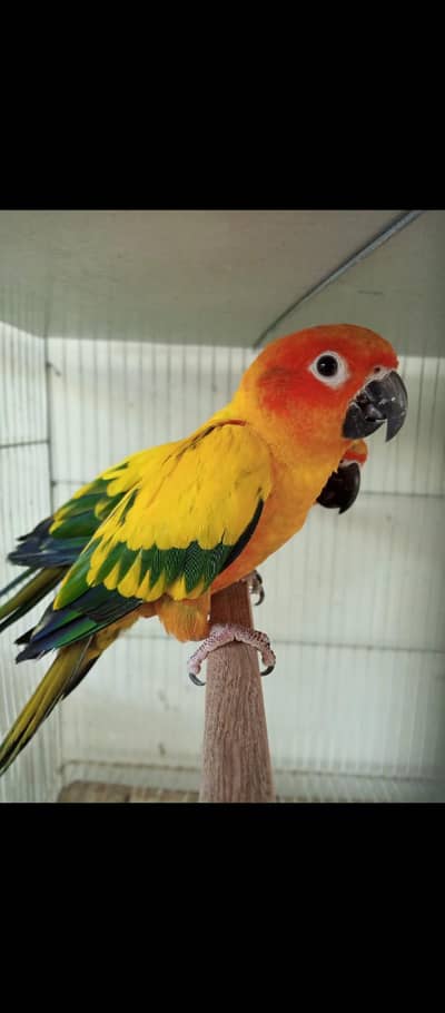 Sun Conure breeder pair for sale red factor with DNA