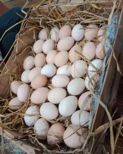 aseel |fancy hens| Incubator |thai pakoy|australorp fertile eggs |60rs
