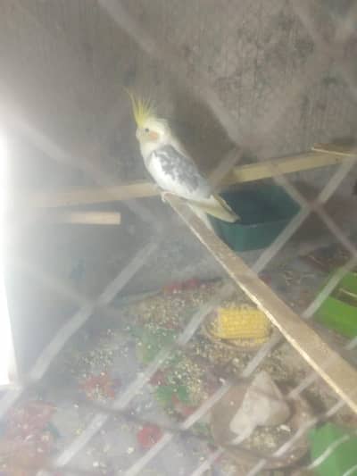 white Java and Cocktail breeder fair 0306 1000 4 04