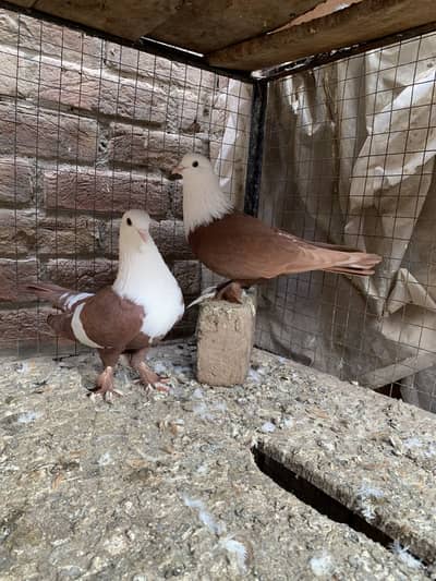 Mashallah breedr red karbali pair