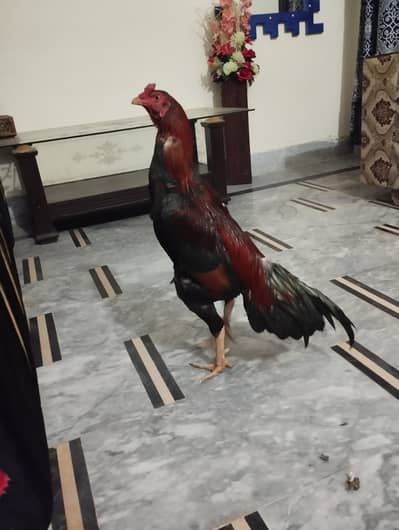 Aseel Mianwali Breed