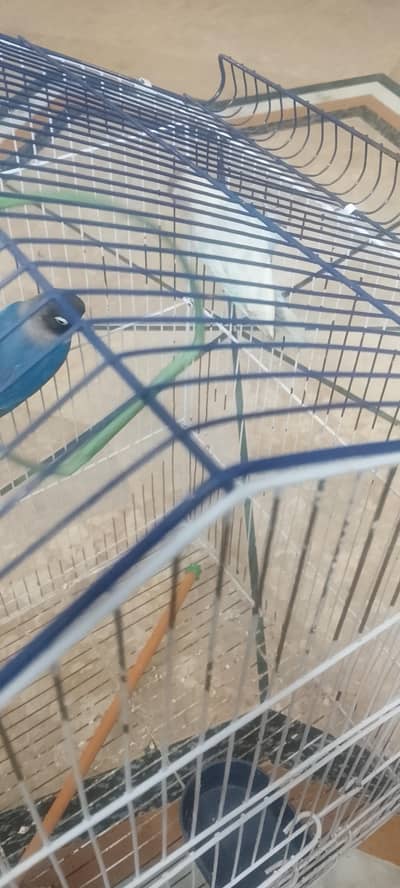 love birds with cage